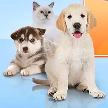 zwei Welpen und eine weiße Katze